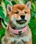 Release Joy: Find Your Furry Friend - Shiba Inu Dog for Sale