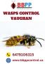 Expert Wasp Control in Vaughan - BBPP Pest Control!