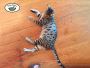 Top Savannah Cat Breeders for Healthy and Happy Kittens
