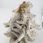 Buy Bulk Star Fish Ornaments - Natural Decor for Your Space!