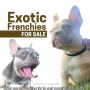 Exotic French Bulldogs for Sale - l Elite Frenchies