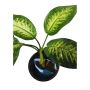 Buy online Dieffenbachia Plant at the Lowest Price - ManBhaw