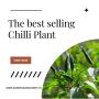 Buy Online Chilli Plant - ManBhawan Nursery