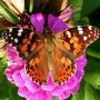 Painted Lady Butterflies Release in California