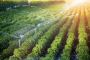 Advancing Agriculture with Irrigation Consulting Services