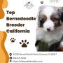 Top Bernedoodle Breeder California