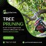 Tree Pruning Service in Escondido