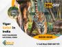 Ranthambore Wildlife Tours