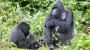 Look and Make Memories in Uganda for Gorillas Through APA Sa
