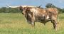 Quality Livestock Investment in Texas Longhorns for Sale