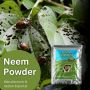 Neem Oil for Plants: Essential Protection - Buy Now