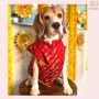 Indian Clothing Dog Sherwani