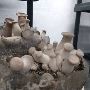 Unlock the Amazing Health Benefits of Oyster Mushrooms