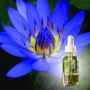 Buy High-Quality Blue Lotus Absolute Online