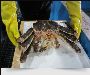 Fresh, Delicious Crab - Buy Online Now in Oslo
