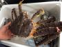 Fresh Norwegian King Crab: Live & Ready for Sale!
