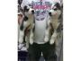 2Gorgeous black/wh Siberian Husky-(801)845-7040