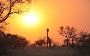 Explore Wonders of Zambia with Lets Talk Travel