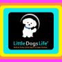Find Your Perfect Small Dog Companion at Little Dogs Life!