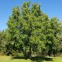 New Walnut Trees for Sale - Little Tree Farmns