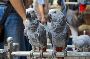Talking Male and Female African Grey Parrot