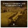  Tobacco Grading And Stabilizing Fact
