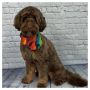 Labradoodle Breeders British Columbia 