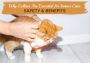 Why Collars Are Essential for Indoor Cats: Safety & Benefits