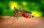 Yellow Fever Vaccine - Get now