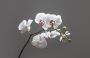 Elegant Funeral Orchids - Donyas Florals