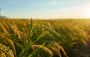 Crop Weather Outlook: Your Guide to Seasonal Farming Conditi
