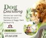 Dog Boarding Services in Spanaway