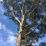 Tree Lopping Eastern Suburbs: Keep Your Landscape Thriving