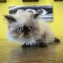 Adorable Himalayan Kittens for Sale: Find Your Furry Friend