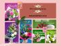 best Florist in semaphore | Westside Flowers