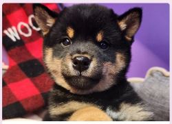 Unleash Joy: Montreal's Cute Puppies for Sale.