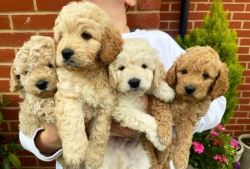 Two boys & two girls LEFT HOMEBRED MINIATUREGoldendoodles F1