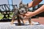 American Bully Pocket for Sale