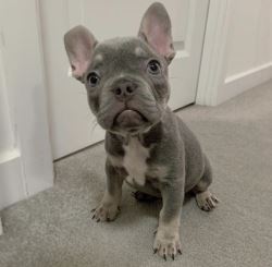 Buy Lola ( Female) Bulldog Puppy | Lola frenchie for sale - 