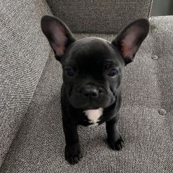 Buy French Bulldog Puppy Tucker | Buy Tucker online - adorab