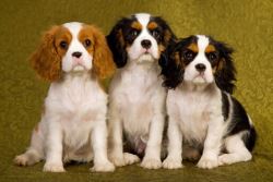 King Charles Spaniel Puppy