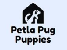 AKC pug breeders near me