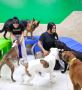 Best Dog Daycare Near Me | Miami Gardens and Doral FL