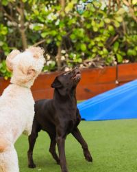 Flag of Luxury Dog Resort in Miami  make your pup happy