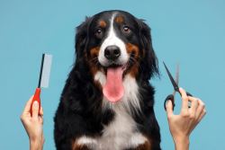 Dog Grooming in Miami – Treat Your Pup to Top-Notch Care!