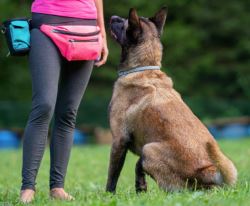 Best Dog Training In San Luis Obispo Ca