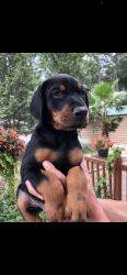 Doberman Puppies for sale 