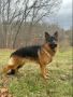 Maryland German Shepherds for Sale