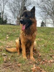 Maryland German Shepherds for Sale