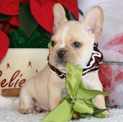 Adorable French Bulldog Puppies For Sale